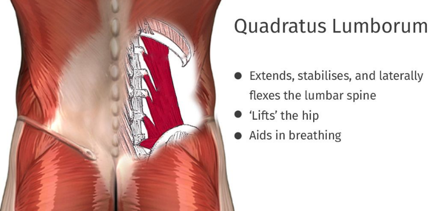 Ql Muscle Mobilization Why You Should Foam Roll Your QL Muscle – manta health